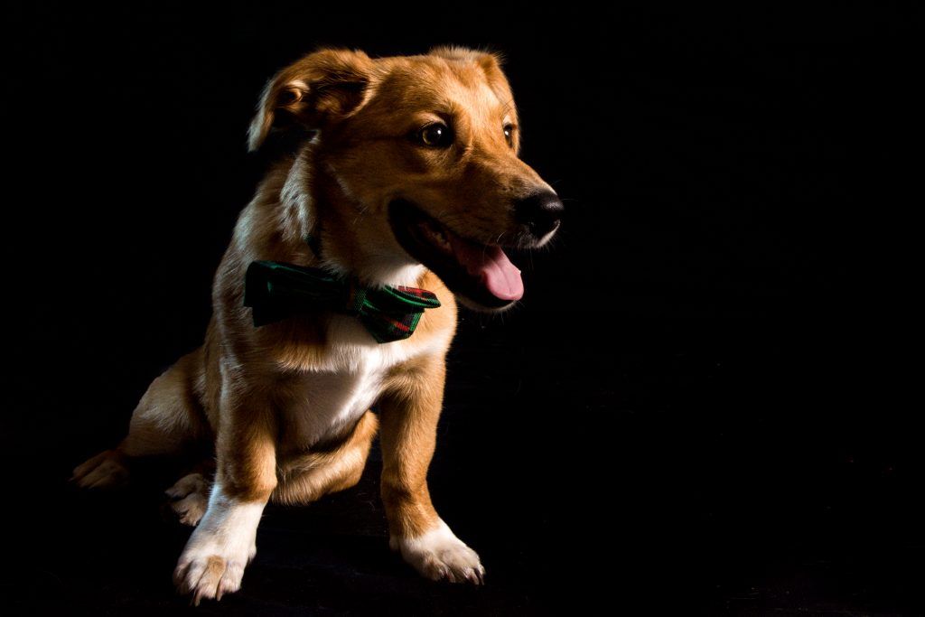 fotograafovitoria-mascotas-perrosfotografaperros